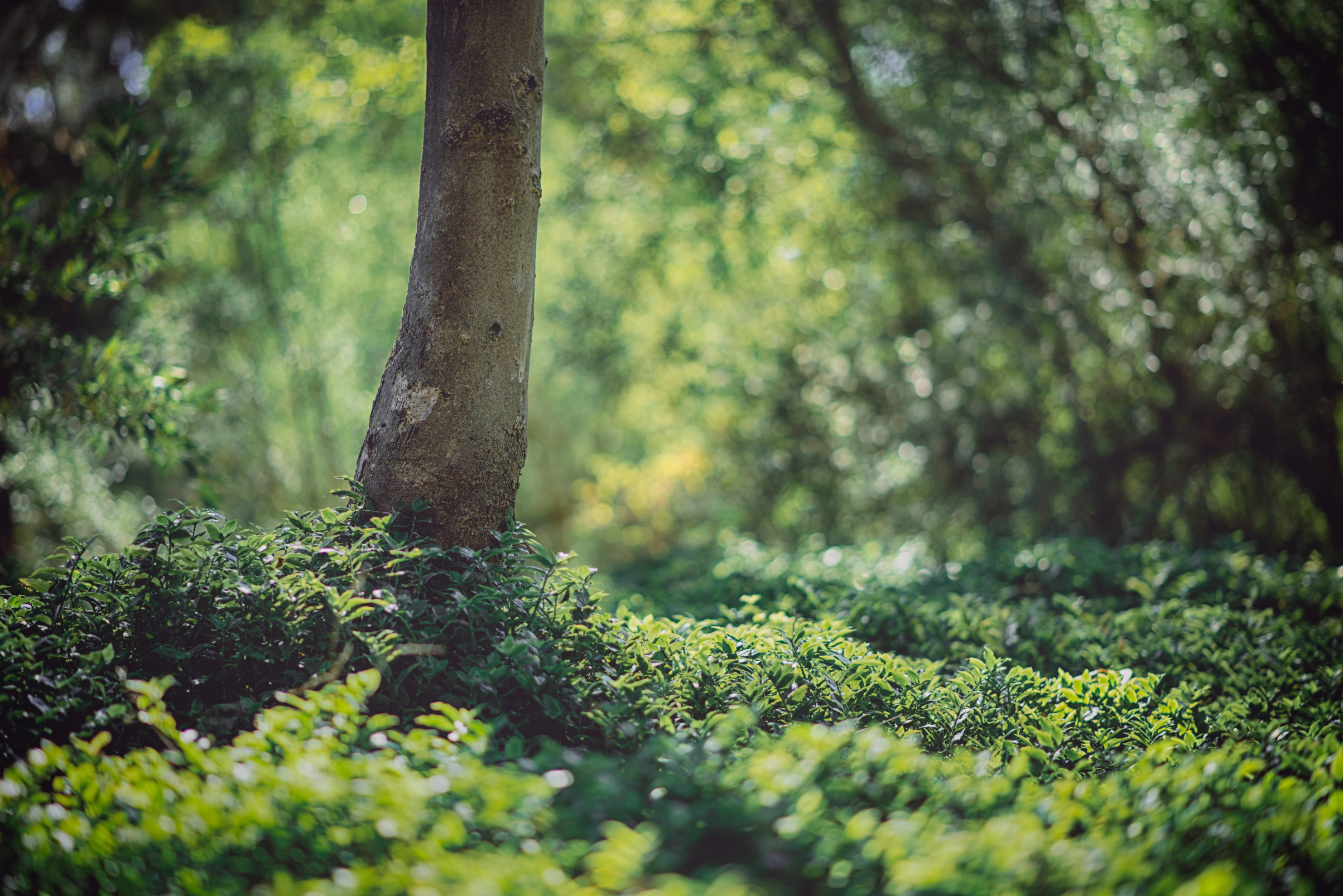A Foggy Forest